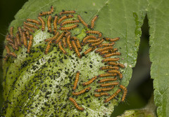 Lepidoptera