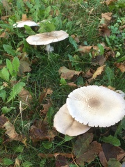 Agaricus arvensis