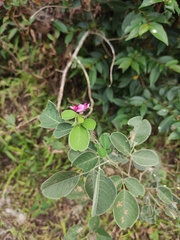 Lespedeza davidii
