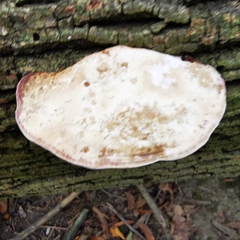 Polyporaceae
