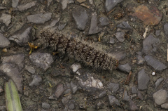 Lepidoptera