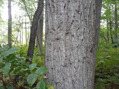 Populus grandidentata