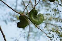 Enterolobium