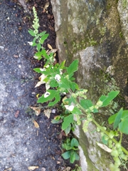 Chrysoesthia sexguttella