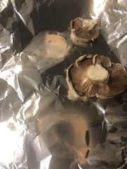 Entoloma abortivum