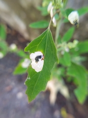 Chrysoesthia sexguttella