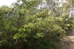 Acacia howittii