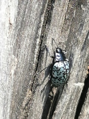 Cypherotylus californicus