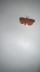 Anisota virginiensis