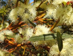 Eristalinus punctulatus