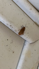 Anisota virginiensis