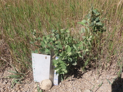 Symphoricarpos occidentalis