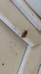Anisota virginiensis