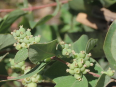 Symphoricarpos occidentalis