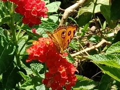 Junonia almana javana