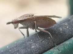 Euthycera cribrata