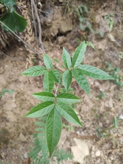 Callerya dielsiana
