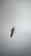Anisota virginiensis