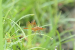 Brachythemis contaminata