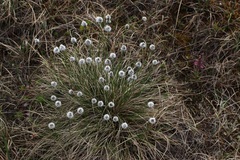 Eriophorum vaginatum