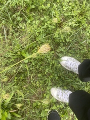 Plantaginaceae