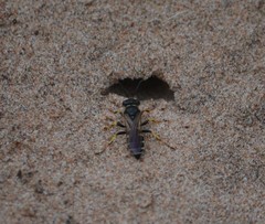 Aphilanthops frigidus