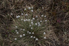 Eriophorum vaginatum
