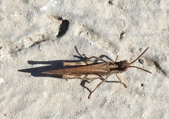 Chorthippus biguttulus