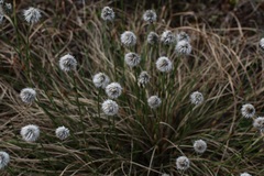 Eriophorum vaginatum