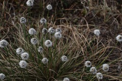 Eriophorum vaginatum