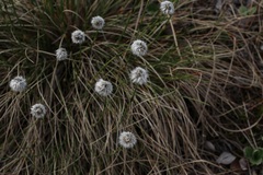 Eriophorum vaginatum