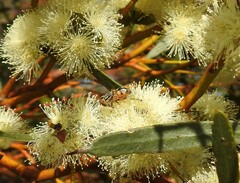 Eristalinus punctulatus