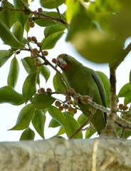 Cobalt-Winged Parakeet photo 5