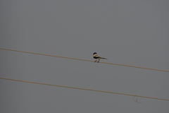 Lanius excubitor