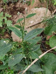 Oldenlandia mellii