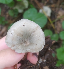 Clitocybe odora