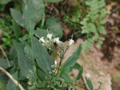 Oldenlandia mellii