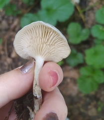 Clitocybe odora