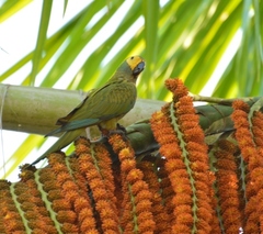 Orthopsittaca manilatus