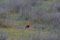 Cursorius coromandelicus