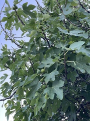 Ficus carica