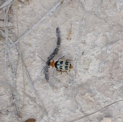 Paranapiacaba tricincta