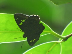 Celaenorrhinus fusca