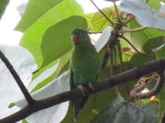 Brotogeris jugularis