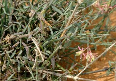 Microloma calycinum