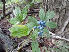 Caulophyllum thalictroides