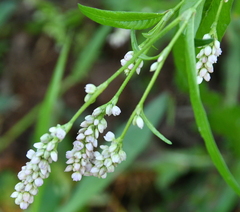 Persicaria pensylvanica