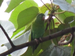 Brotogeris jugularis