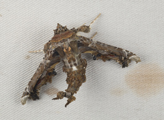 Eutelia adulatricoides
