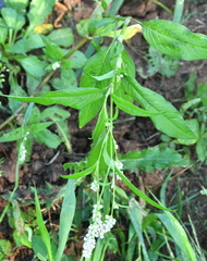 Persicaria pensylvanica